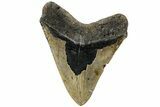 Fossil Megalodon Tooth - North Carolina #221816-2